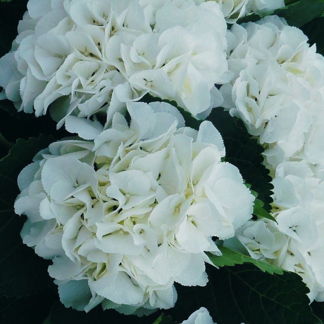 Een bos witte bloemen met groene bladeren