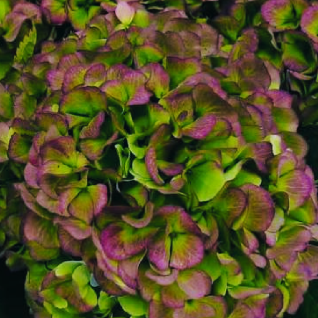 Een close-up van een bosje groene en roze bloemen