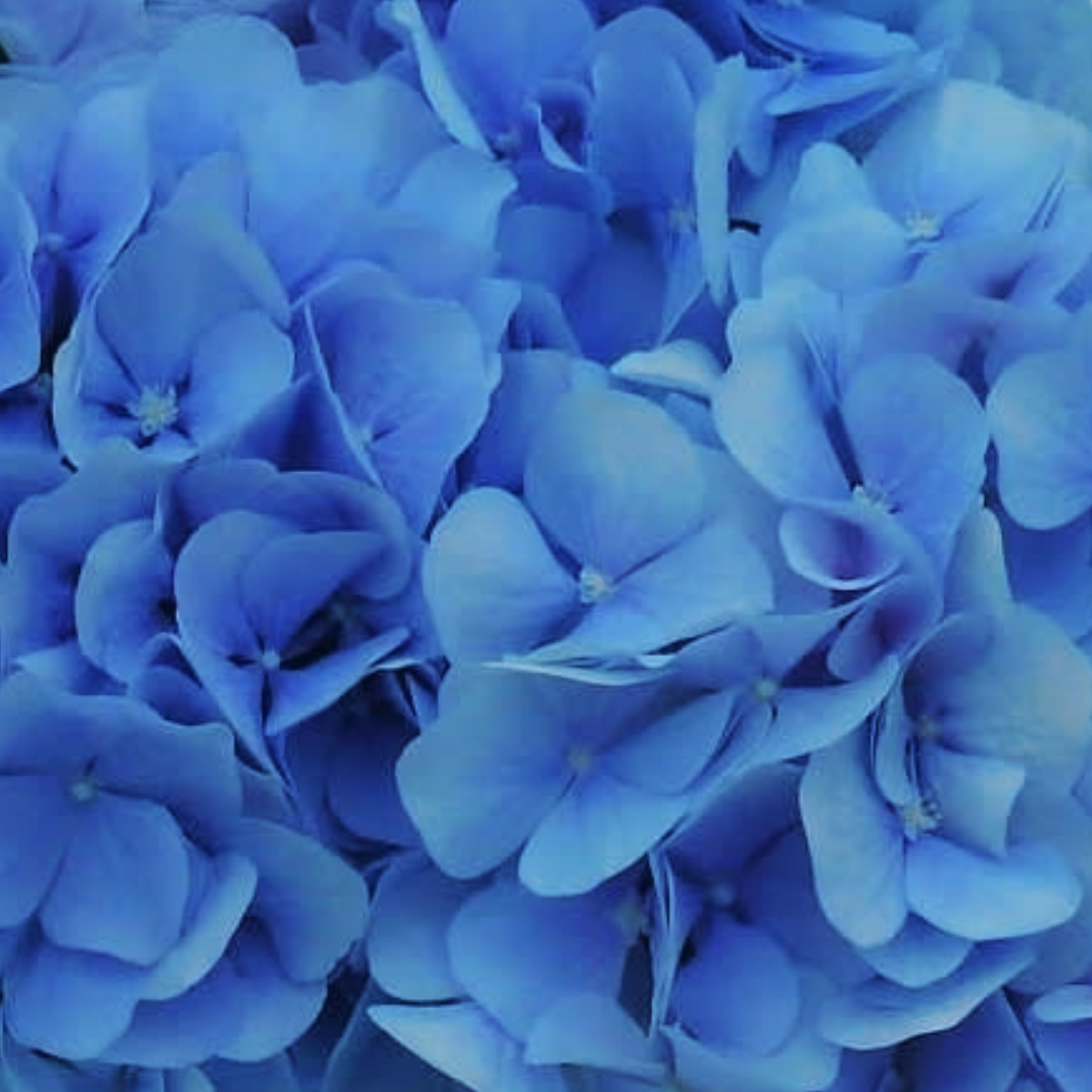 Verana Blue happyhydrangea.nl