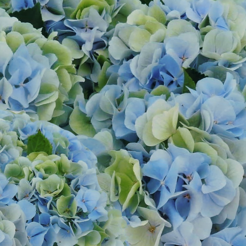 Een close-up van een bosje blauwe en groene bloemen