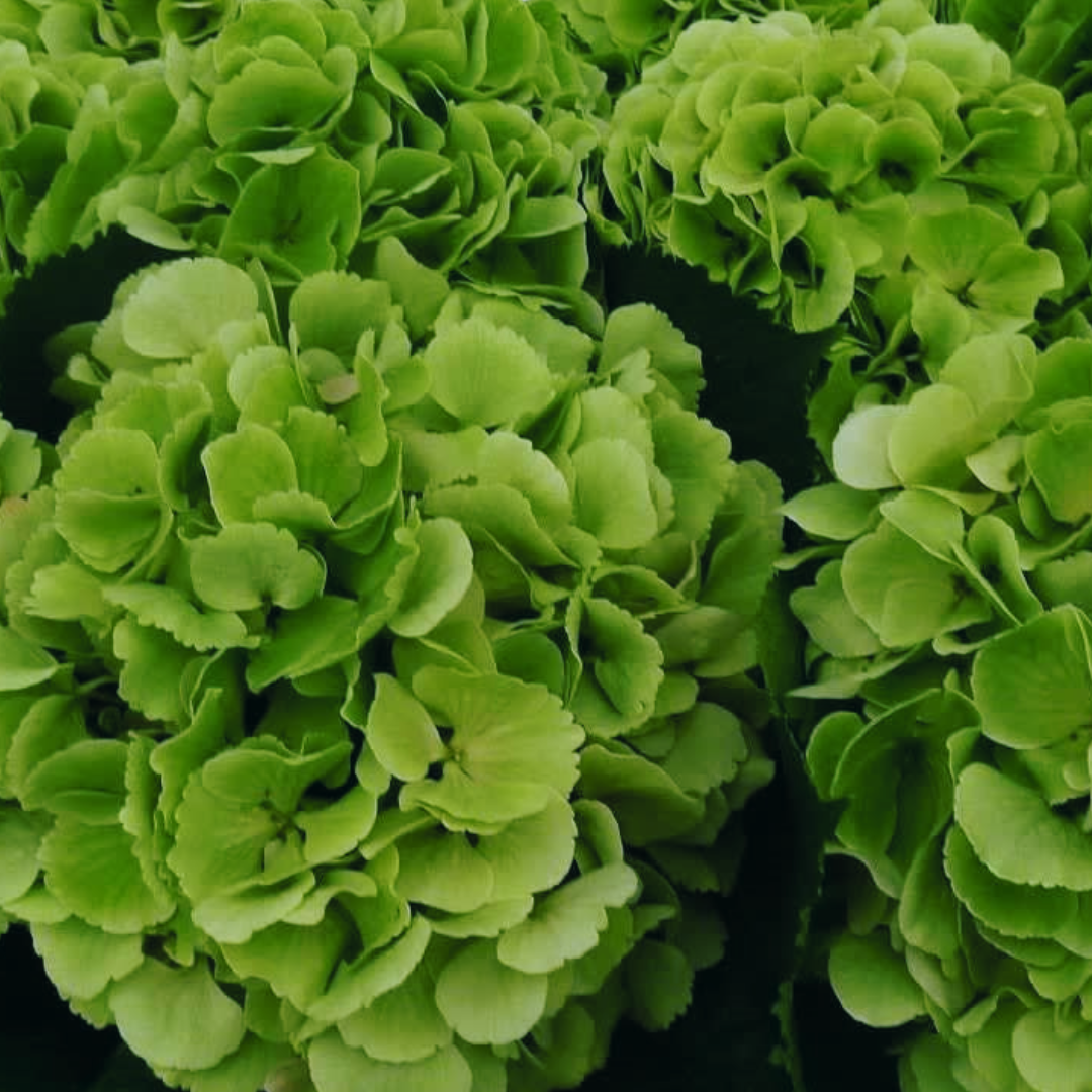 Verena green classic happyhydrangea.nl