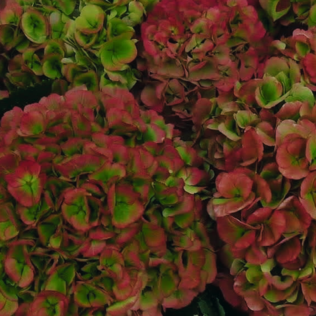 Verena pink classic happyhydrangea.nl