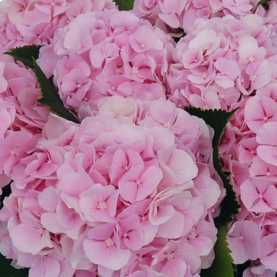 Verena pink happyhydrangea.nl
