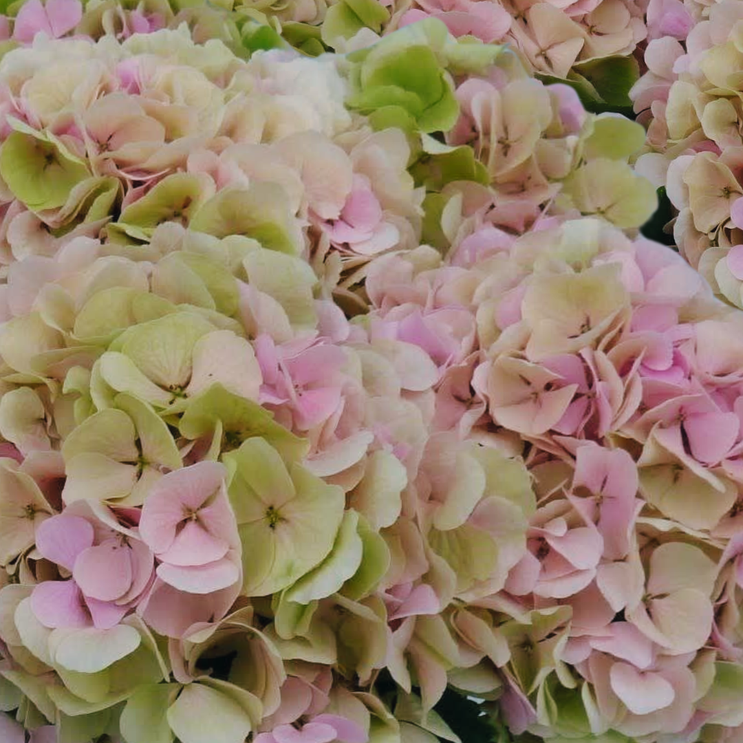 Verena pink half classic happyhydrangea.nl