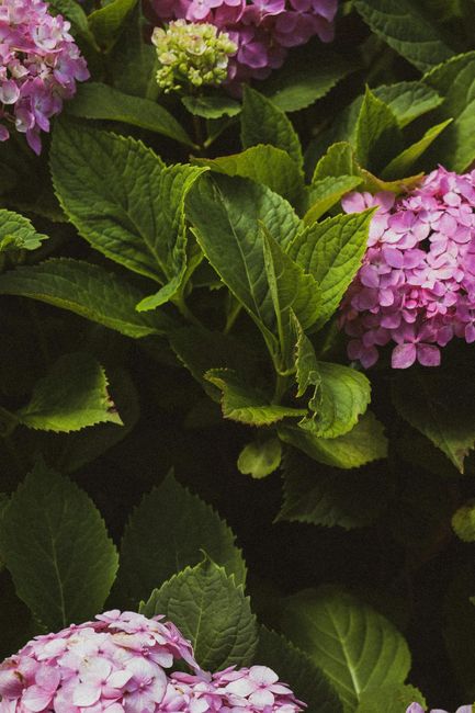 Een struik met paarse bloemen en groene bladeren