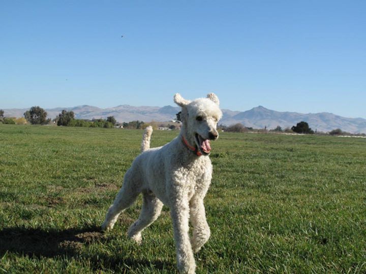 Running poodle in Hollister, CA