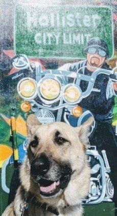 photo by: Anna's Tail Walkers & Sitters Pet care in Hollister, CA