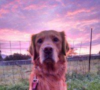 photo by: Anna's Tail Walkers & Sitters dog pet sitter in Hollister