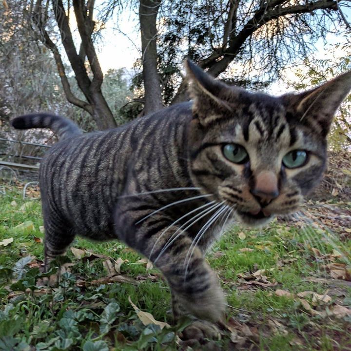 photo by: Anna's Tail Walkers & Sitters Insured and bonded cat sitter in Hollister, CA.