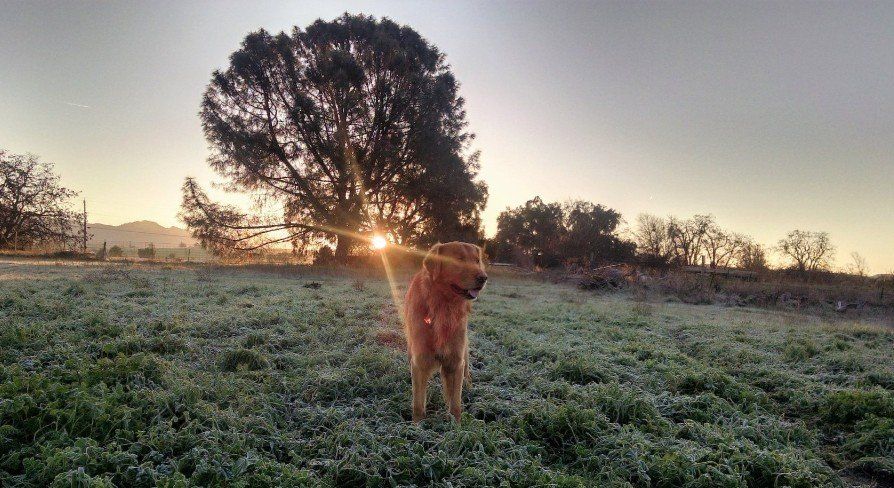 Happy client of Anna's Tail Walkers & Sitters