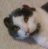 photo by: Anna's Tail Walkers & Sitters feral cat photo after ear cancer surgery