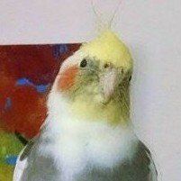 photo by: Anna's Tail Walkers & Sitters bird sitter in Hollister, bird petsitter in Hollister