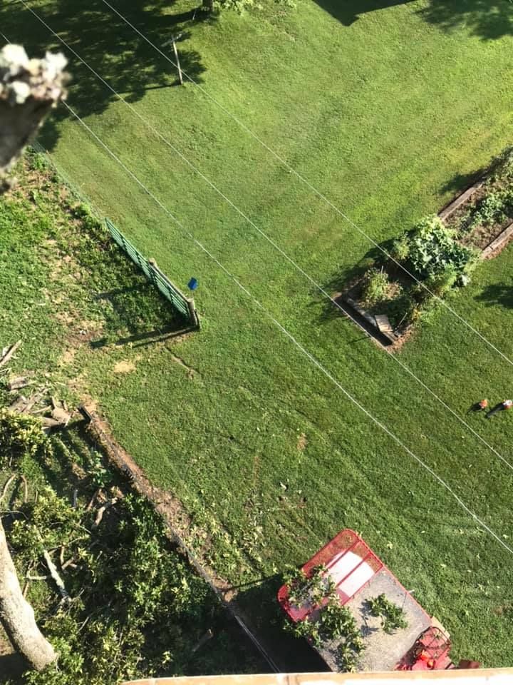 An aerial view of a lush green lawn with a fallen tree in the middle.