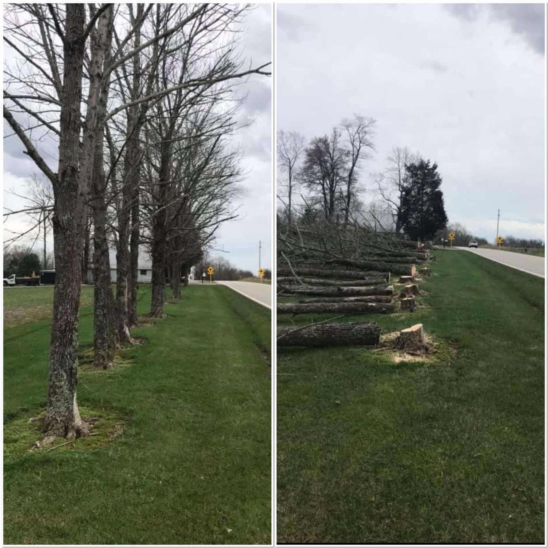 A before and after picture of a row of trees being cut down.
