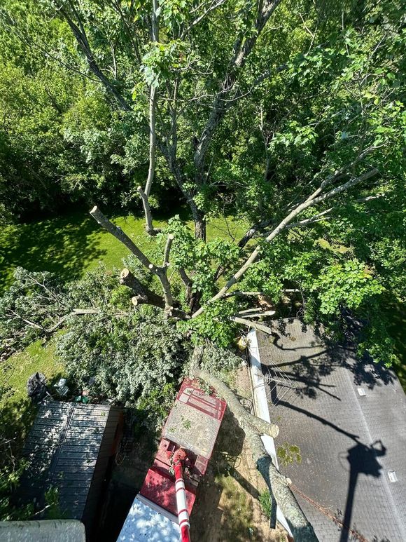 An aerial view of a tree that has fallen on the side of a road.