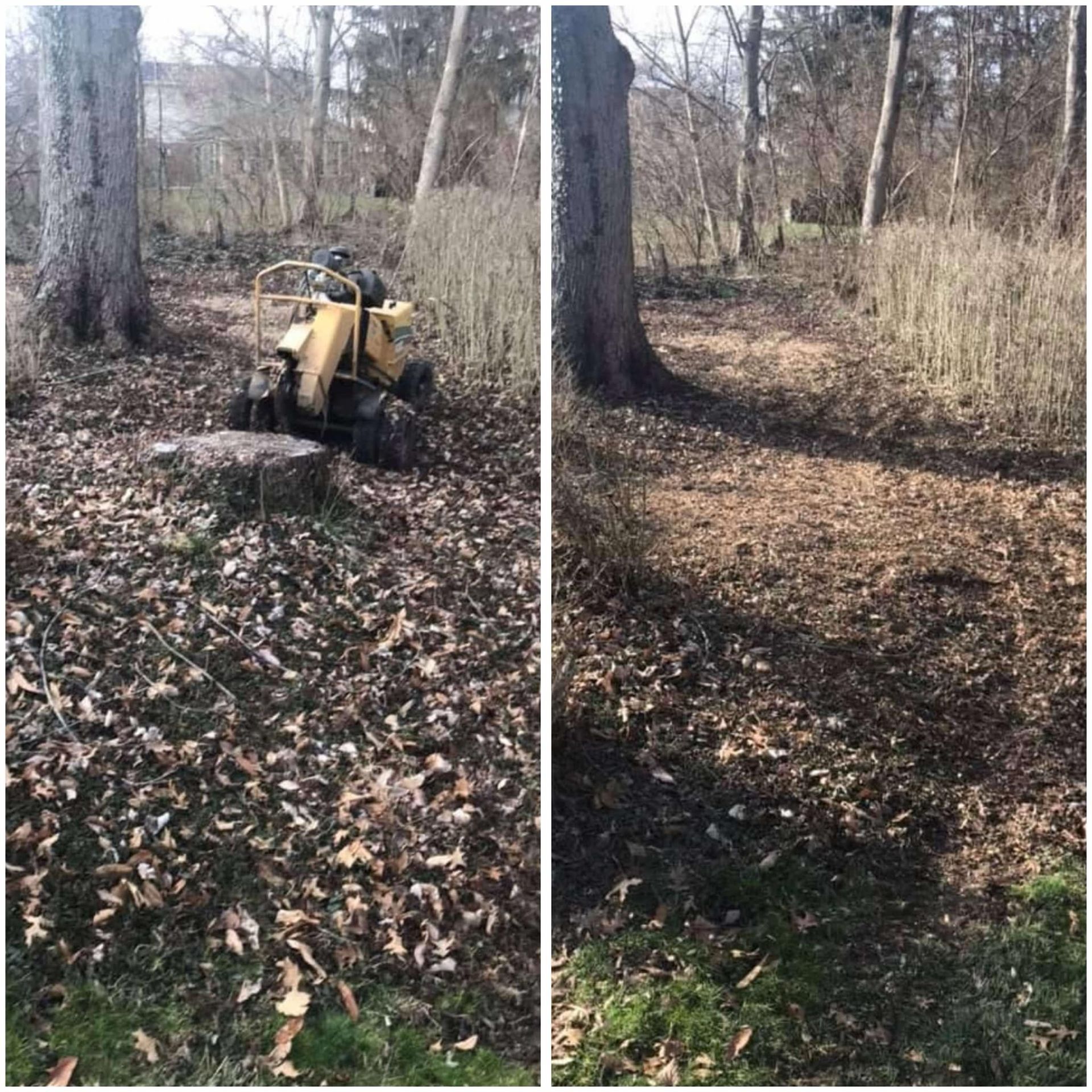 A stump grinder is sitting on top of a tree stump in the woods.