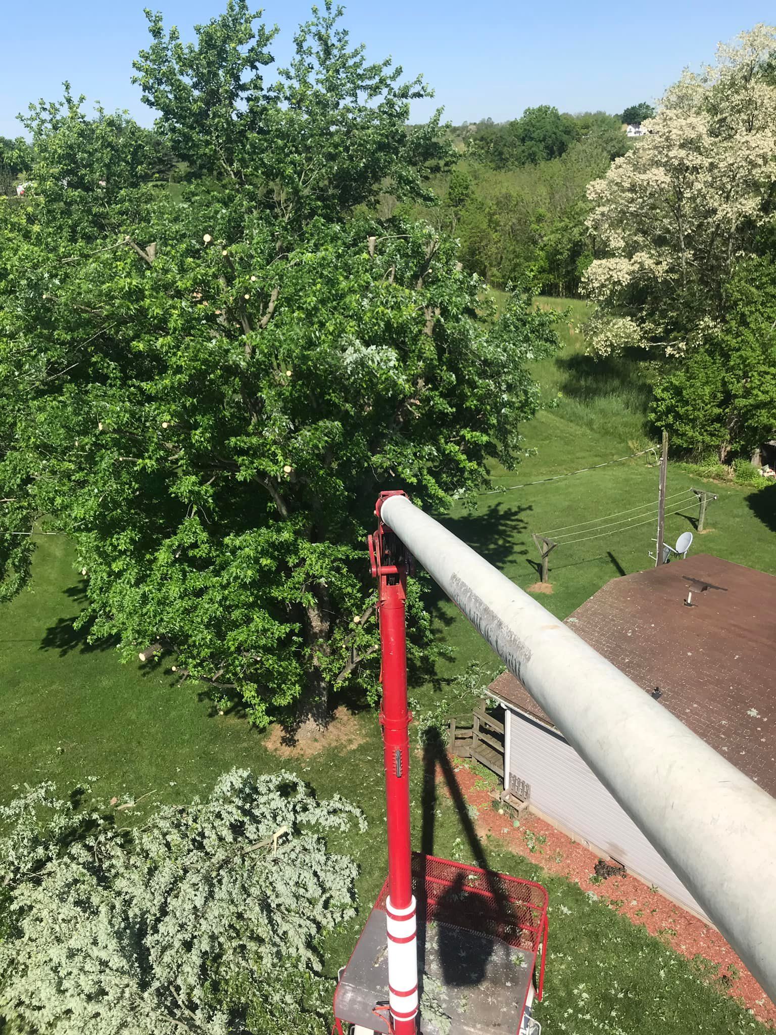 A red and white crane is cutting a tree in a yard.