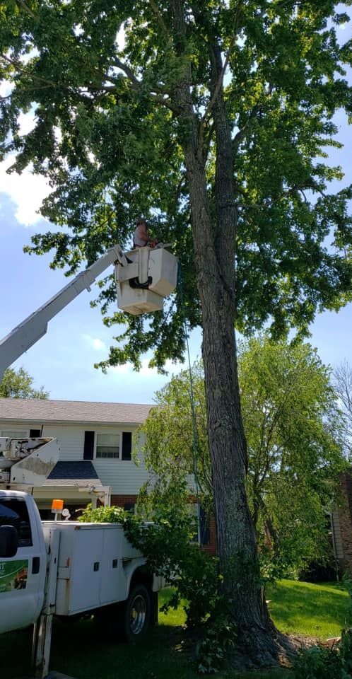 A man in a bucket is cutting a tree in front of a house.
