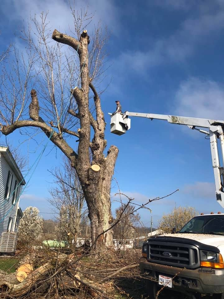 A man is cutting a tree with a crane in front of a house.