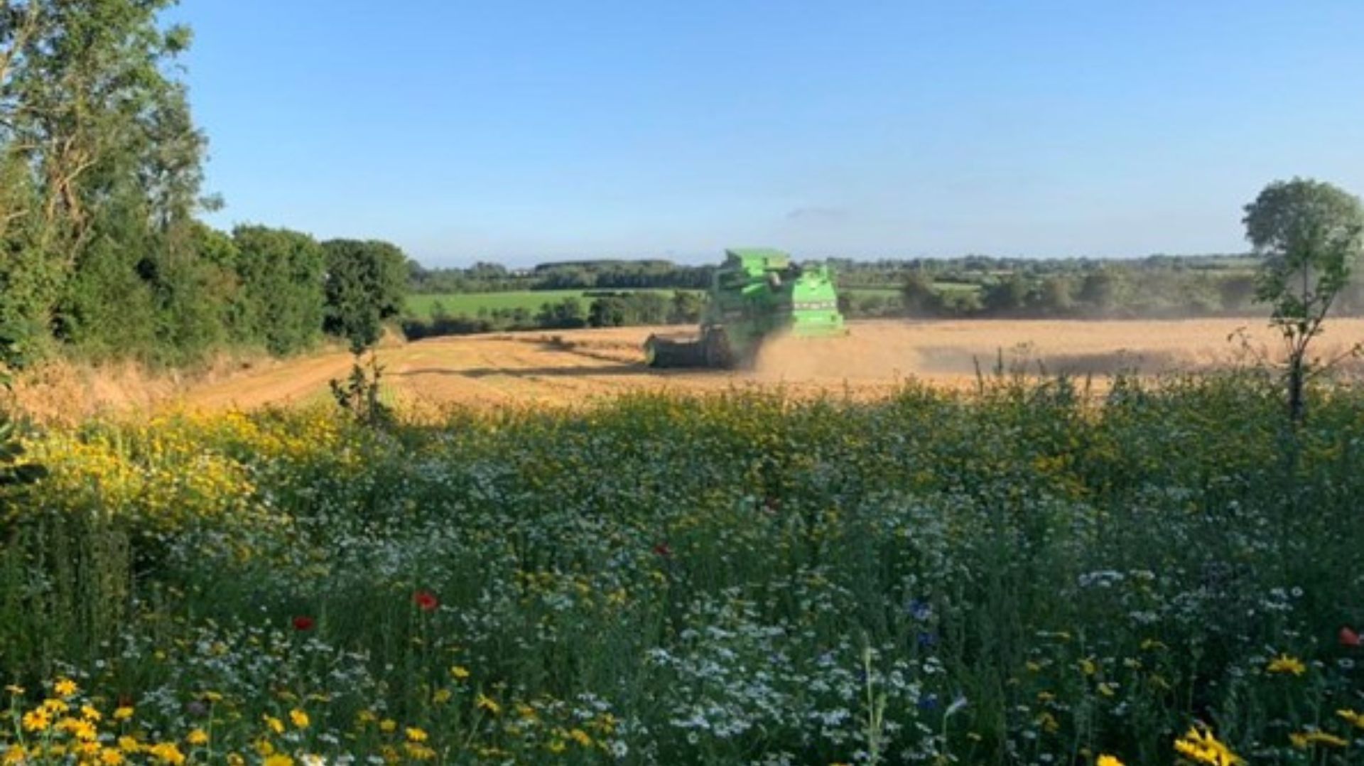 a green combine harvester is working in a field of wheat .