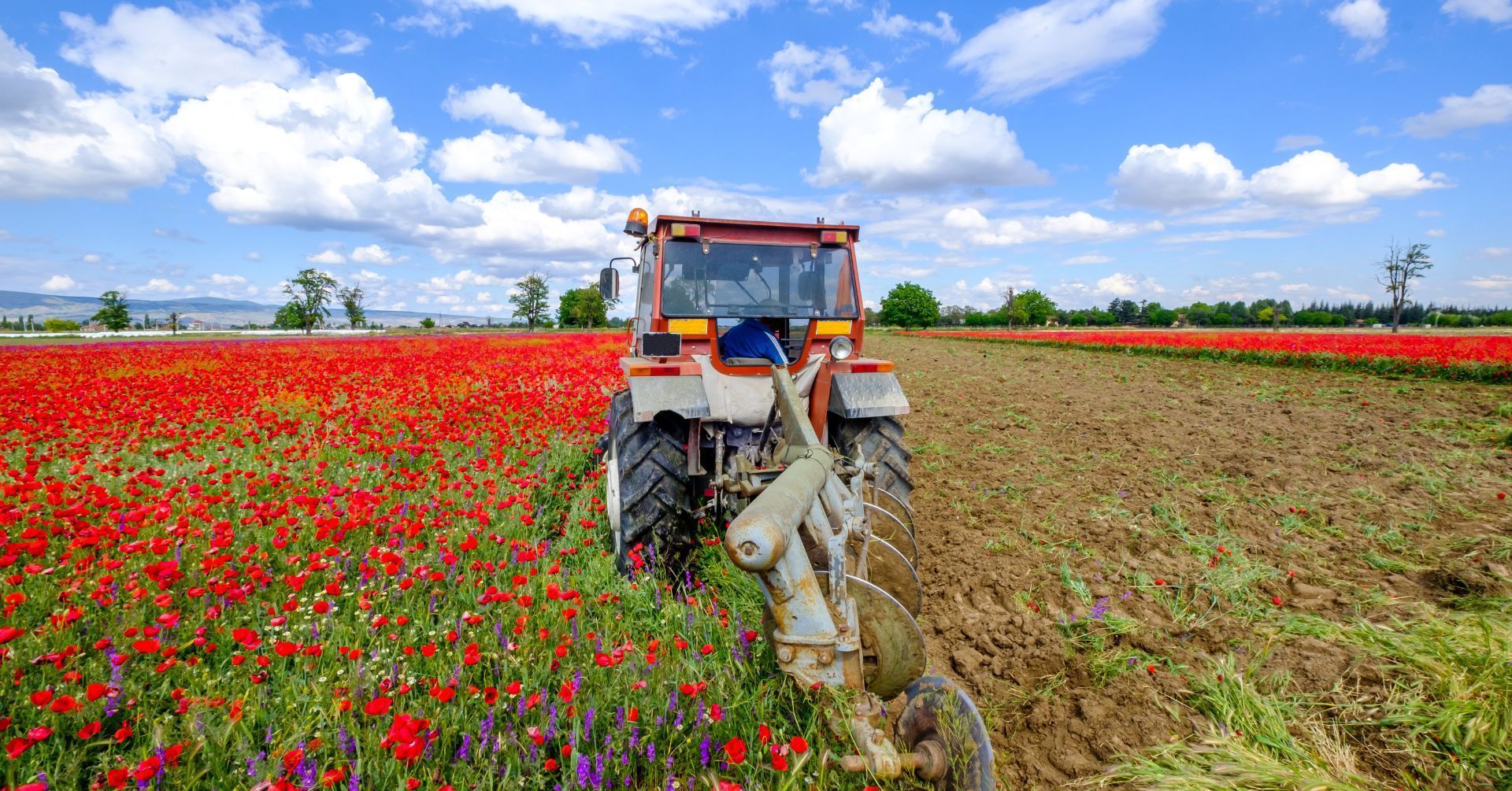 a tractor is plowing a field of red flowers .