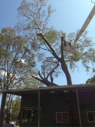 Tree Maintenance Caboolture Bill S Tree Services Bills Tree Services