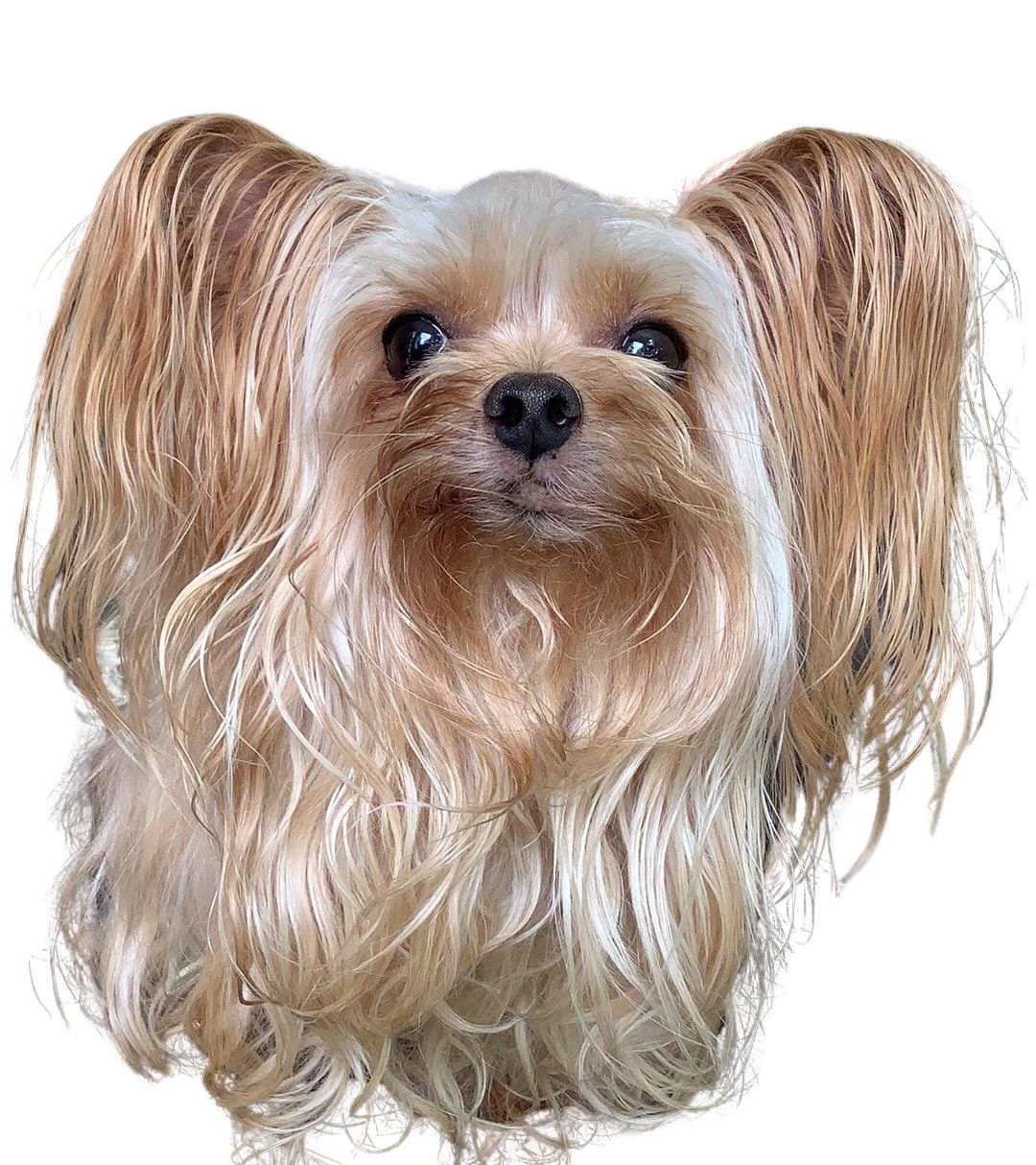 A small dog with long hair is looking at the camera on a white background.