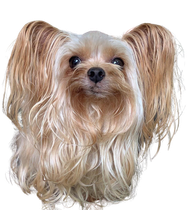 A small dog with long hair is looking at the camera on a white background.