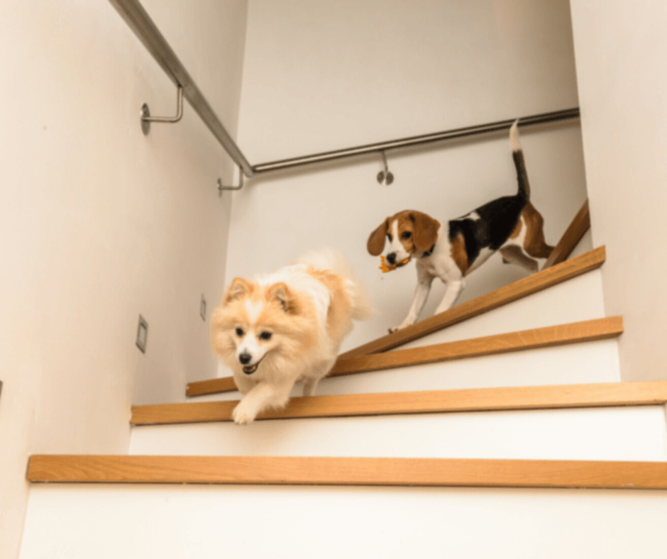 Senior Spotlight How To Make Your Stairs Safer