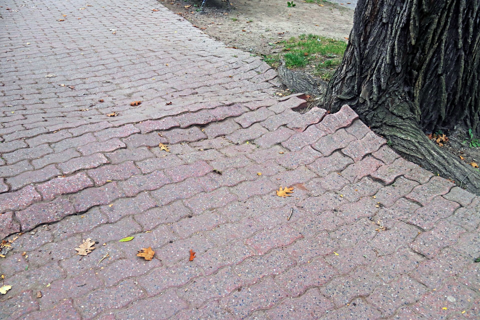 A Brick Sidewalk with a Tree in the background - Kokomo. IN - Austin Tree Care