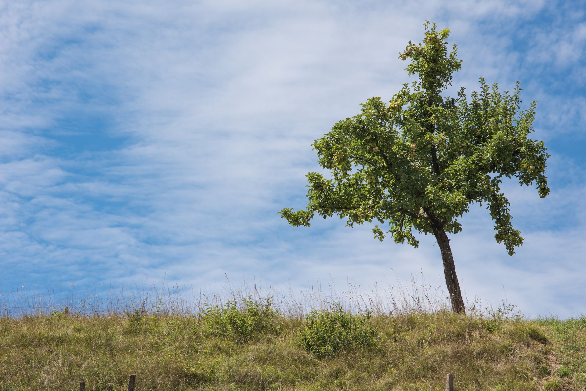 A Tree leaning - Kokomo. IN - Austin Tree Care