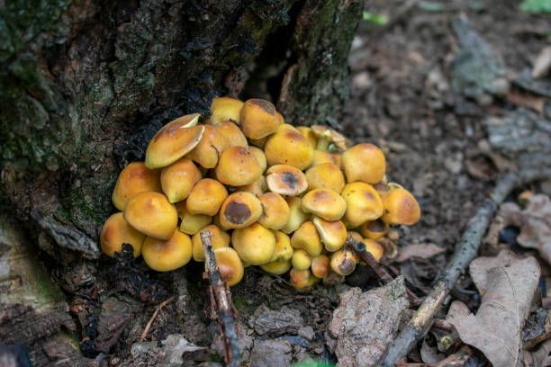 Mushroom growing on the Roots of a Tree - Kokomo. IN - Austin Tree Care