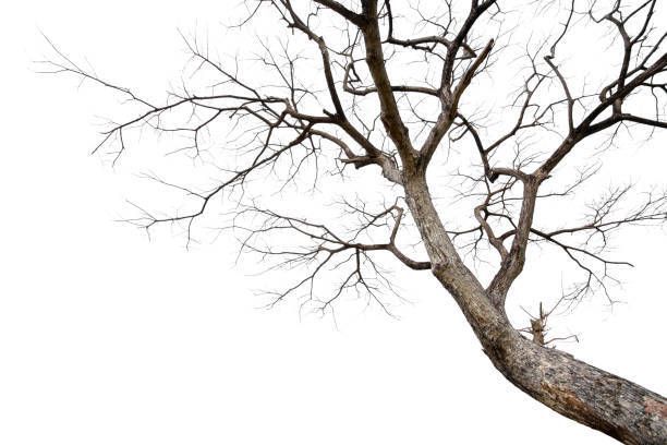 A dead Tree Branch with no Leaves - Kokomo. IN - Austin Tree Care