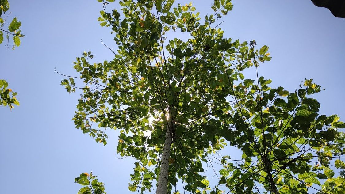 The Sun is shining through the Leaves of a Tree - Kokomo. IN - Austin Tree Care