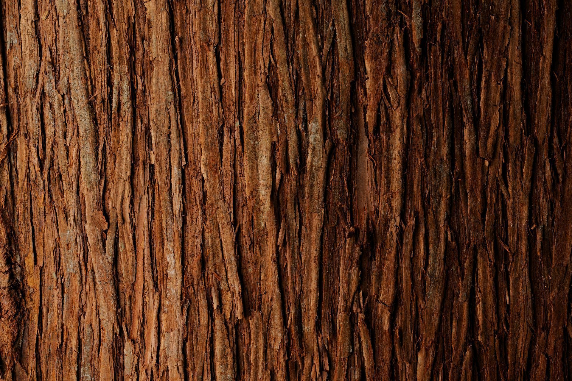 A close-up of a Tree Trunk showing the texture of the Wood - Kokomo. IN - Austin Tree Care