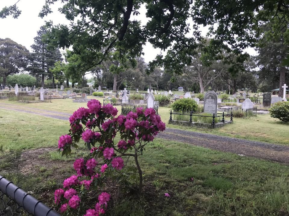 a cemetery with purple flowers in the foreground