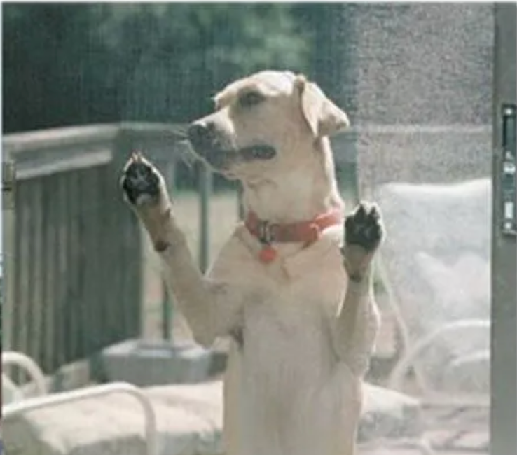 Yellow Labrador dog standing on hind legs, paws pressed against a glass door, looking outside.