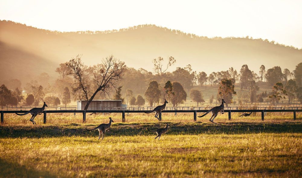 A Group Of Kangaroos Is Running Across A Grassy Field — Prestige Horse Carriages in Hunter Valley, NSW