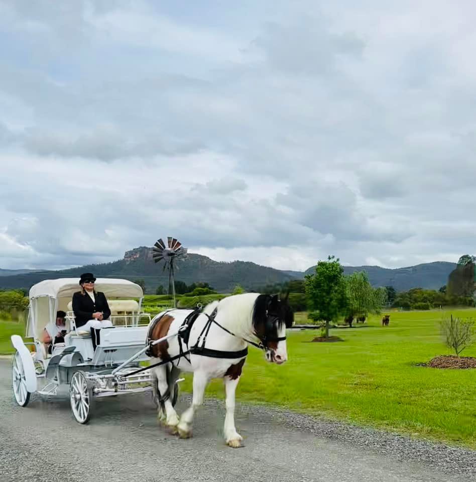 A Bride And Groom Are Riding In A Horse Drawn Carriage — Prestige Horse Carriages in Mitchells Flat, NSW