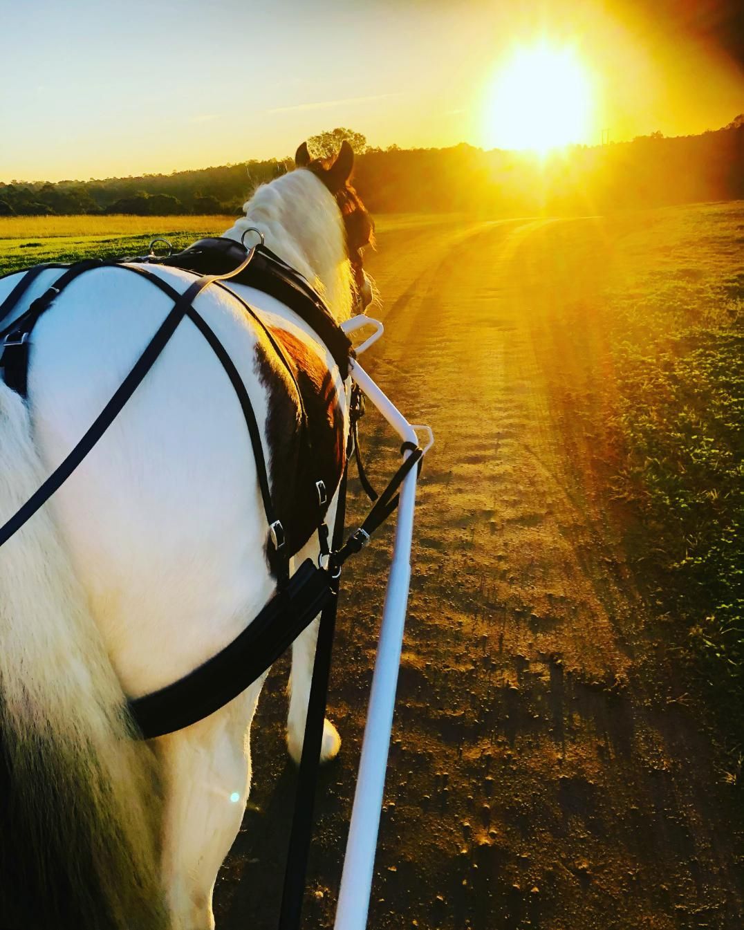A Horse Drawn Carriage is Pulled Down a Dirt Road at Sunset — Prestige Horse Carriages in Mitchells Flat, NSW