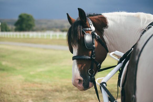 Brown and White Horse Sir Duke in a field -Prestige Horse Carriages in Hunter Valley area
