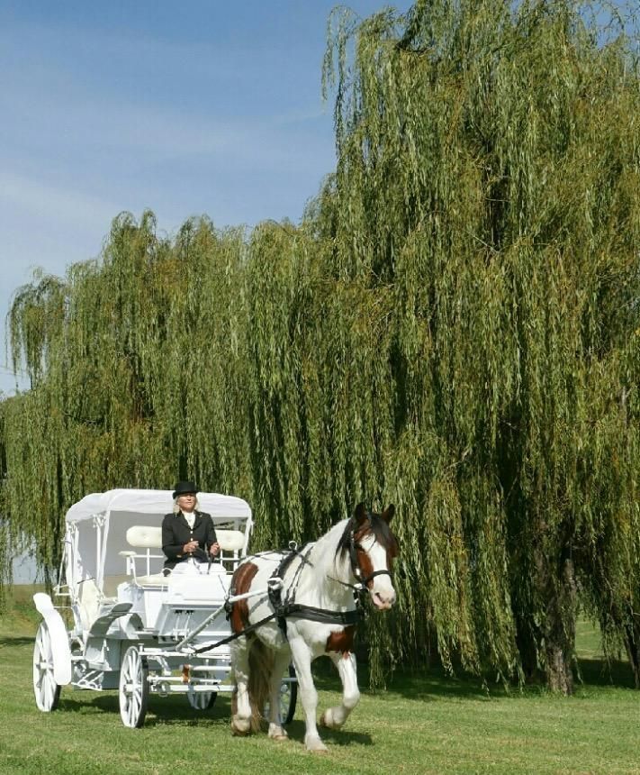 A Horse Drawn Carriage is Pulled by a Brown and White Horse — Prestige Horse Carriages in Tamworth, NSW