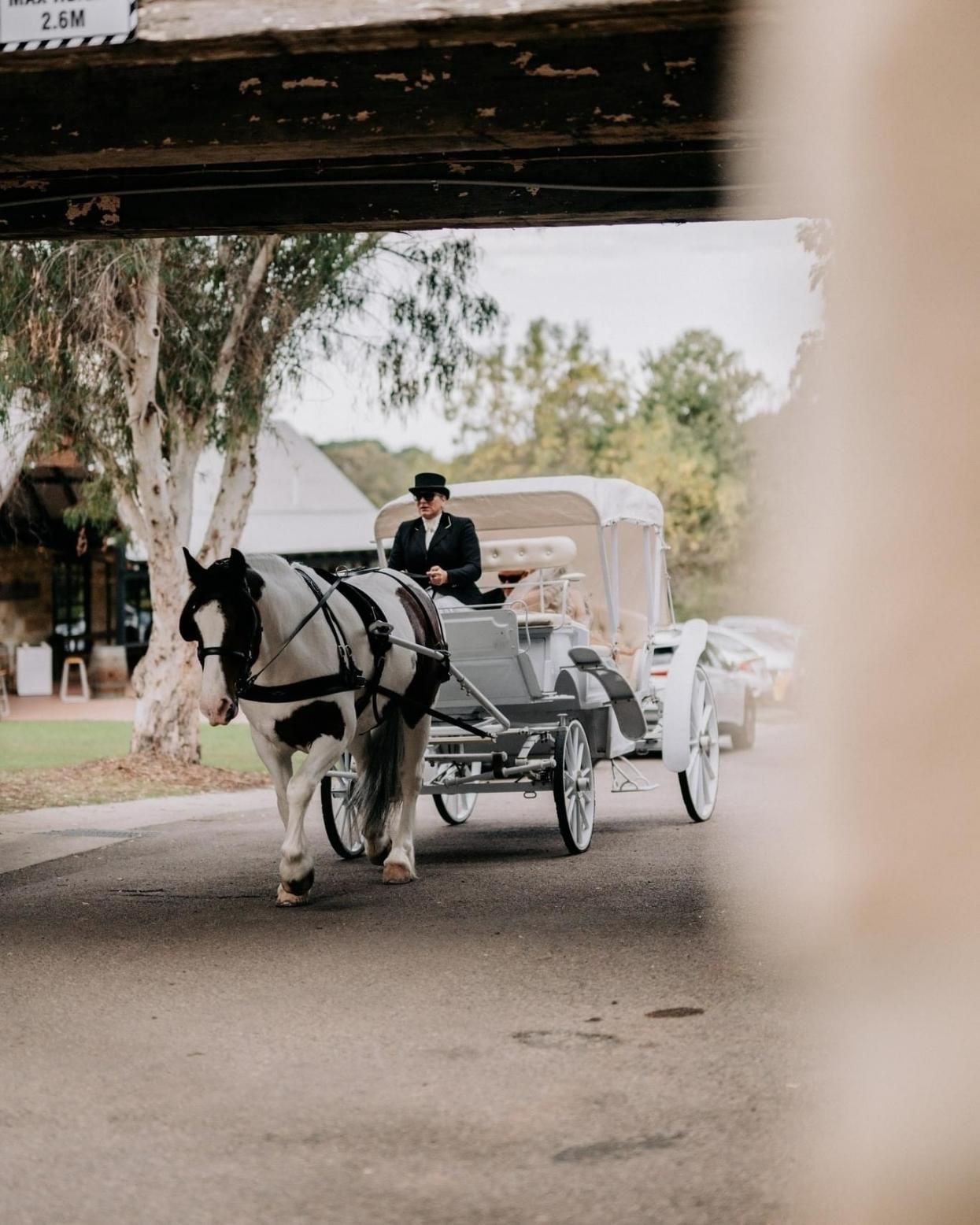 A Man is Riding a Horse-drawn Carriage Under a Bridge — Prestige Horse Carriages in Mitchells Flat, NSW