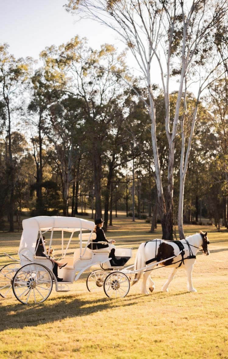 A Horse Drawn Carriage is Pulled by a Horse in a Field — Prestige Horse Carriages in Mitchells Flat, NSW