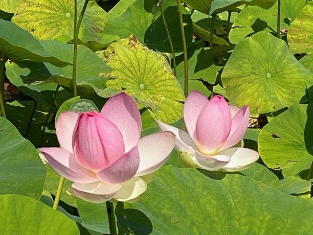 Building Emotional Resilience