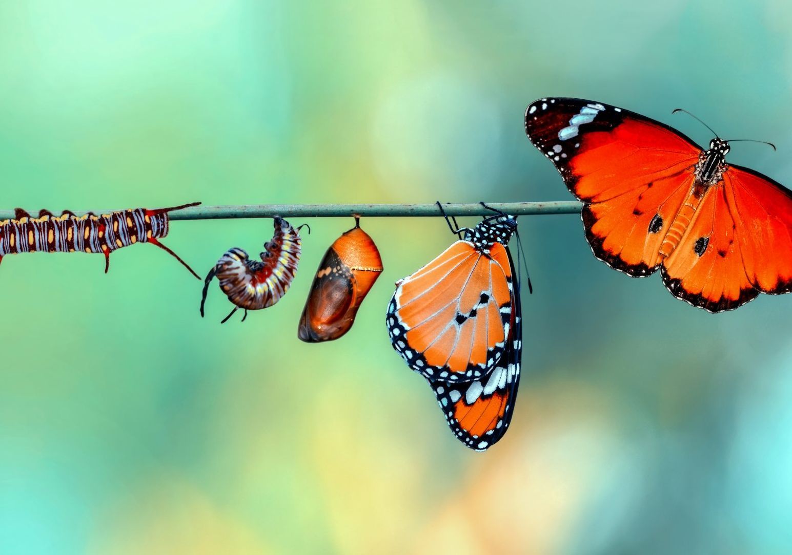 3 Meaning Making Capacities