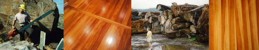 Wood used for timber floors in Auckland