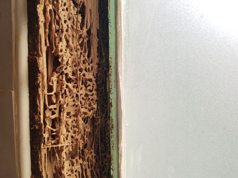 A Piece Of Wood That Has Been Eaten By Termites — Caban's Pest Control In Goonellabah, NSW