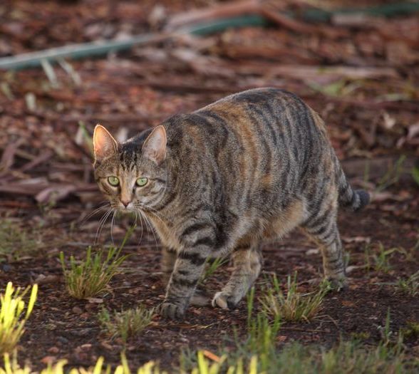 Feral cat outdoors — Caban's Pest Control In Goonellabah, NSW