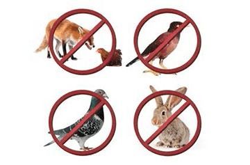 A Dog, A Bird, A Pigeon, And A Rabbit Are Not Allowed — Caban's Pest Control In Casino, NSW
